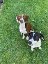 FAY, Hund, Mischlingshund in Köln - Bild 16