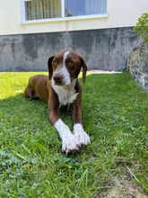 FAY, Hund, Mischlingshund in Köln - Bild 17
