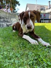 FAY, Hund, Mischlingshund in Köln - Bild 2