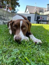 FAY, Hund, Mischlingshund in Köln - Bild 3