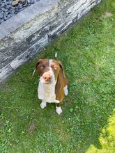 FAY, Hund, Mischlingshund in Köln - Bild 4