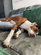FAY, Hund, Mischlingshund in Köln - Bild 5