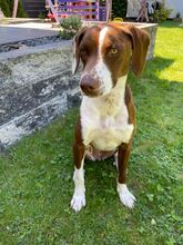 FAY, Hund, Mischlingshund in Köln - Bild 6