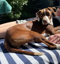 FAY, Hund, Mischlingshund in Köln - Bild 7