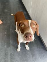 FAY, Hund, Mischlingshund in Köln - Bild 8