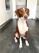 FAY, Hund, Mischlingshund in Köln - Bild 9