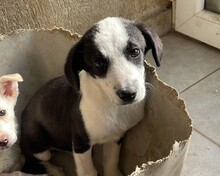 LOKI, Hund, Mischlingshund in Rumänien - Bild 1