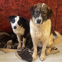 LOKI, Hund, Mischlingshund in Rumänien - Bild 2