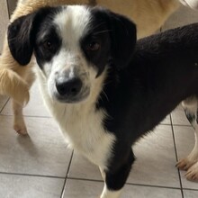 LOKI, Hund, Mischlingshund in Rumänien - Bild 3