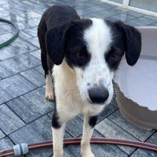 LOKI, Hund, Mischlingshund in Rumänien - Bild 4