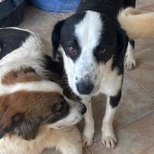 LOKI, Hund, Mischlingshund in Rumänien - Bild 5