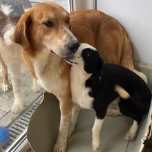 LOKI, Hund, Mischlingshund in Rumänien - Bild 6