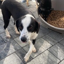 LOKI, Hund, Mischlingshund in Rumänien - Bild 7