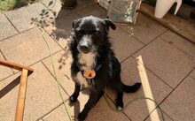 ASTERIX, Hund, Mischlingshund in München - Bild 2