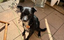 ASTERIX, Hund, Mischlingshund in München - Bild 3