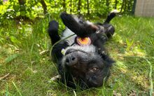 ASTERIX, Hund, Mischlingshund in München - Bild 4