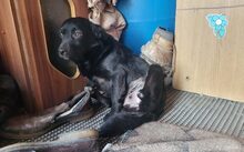 MIA, Hund, Mischlingshund in Landshut - Bild 1