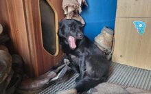 MIA, Hund, Mischlingshund in Landshut - Bild 2