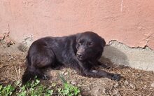 MIA, Hund, Mischlingshund in Landshut - Bild 3
