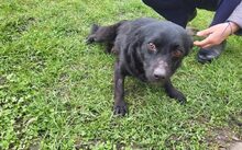 MIA, Hund, Mischlingshund in Landshut - Bild 4