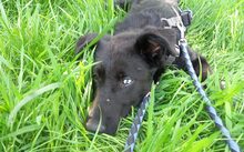 MIA, Hund, Mischlingshund in Landshut - Bild 5
