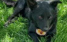 MIA, Hund, Mischlingshund in Landshut - Bild 6
