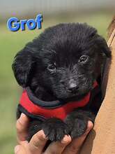 GROF, Hund, Mischlingshund in Kroatien - Bild 1