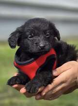 GROF, Hund, Mischlingshund in Kroatien - Bild 2