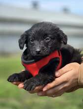 GROF, Hund, Mischlingshund in Kroatien - Bild 3
