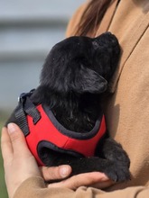 GROF, Hund, Mischlingshund in Kroatien - Bild 4