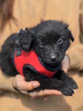 GROF, Hund, Mischlingshund in Kroatien - Bild 5