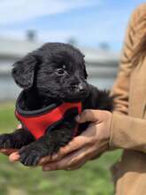 GROF, Hund, Mischlingshund in Kroatien - Bild 7
