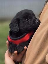 GROF, Hund, Mischlingshund in Kroatien - Bild 8