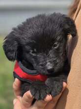 GROF, Hund, Mischlingshund in Kroatien - Bild 9
