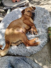 SUZY, Hund, Mischlingshund in Rumänien - Bild 1