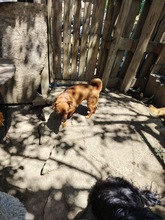 SUZY, Hund, Mischlingshund in Rumänien - Bild 2