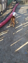 SUZY, Hund, Mischlingshund in Rumänien - Bild 4