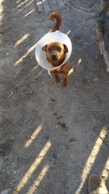 SUZY, Hund, Mischlingshund in Rumänien - Bild 5