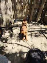 SUZY, Hund, Mischlingshund in Rumänien - Bild 6