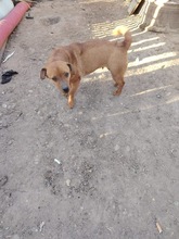 SUZY, Hund, Mischlingshund in Rumänien - Bild 7
