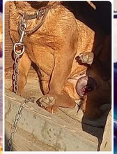 SUZY, Hund, Mischlingshund in Rumänien - Bild 8