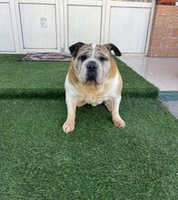 TANK, Hund, Bulldogge-Mix in Berlin