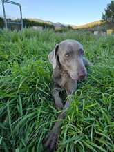 NANO, Hund, Weimaraner in Krefeld - Bild 1