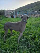 NANO, Hund, Weimaraner in Krefeld - Bild 3