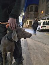 NANO, Hund, Weimaraner in Krefeld - Bild 4