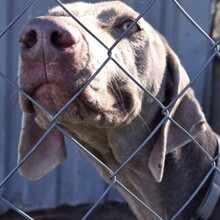 NANO, Hund, Weimaraner in Krefeld - Bild 5