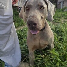 NANO, Hund, Weimaraner in Krefeld - Bild 6