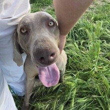 NANO, Hund, Weimaraner in Krefeld - Bild 7