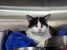 CALLA, Katze, Europäisch Kurzhaar in Italien