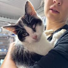CALLA, Katze, Europäisch Kurzhaar in Italien - Bild 2